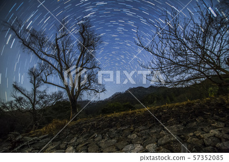 star trail with tree star trail with tree 57352085