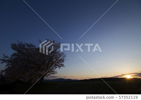 sunset with sakura tree 57352119
