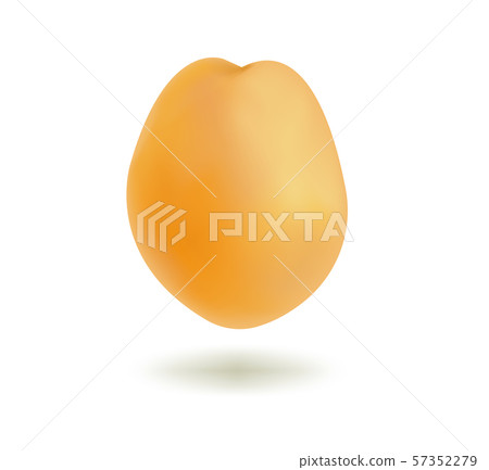 Vector illustration of fresh ripe juicy apricot with a shadow isolated on a white background 57352279
