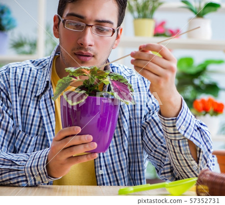 Young man florist working in a flower shop 57352731