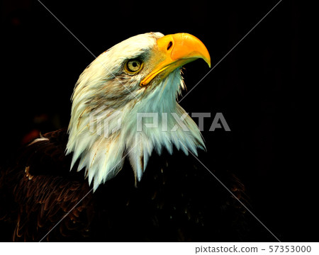portrait of a bald eagle 57353000