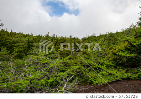 The early summer of Okuni Nature Park in Okuni and Mt. Fuji (Yamanashi Prefecture) 57353729