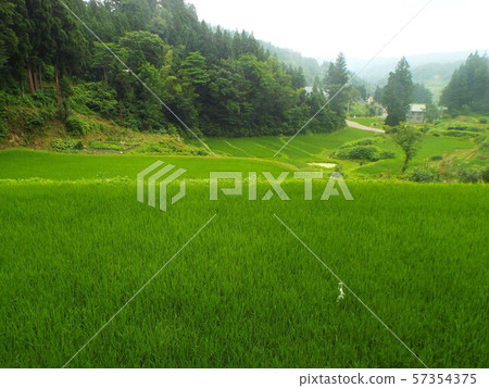松下的水稻梯田 57354375