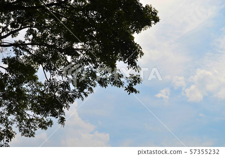 Silhouette of tree trunk with clouds and sky 57355232