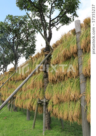 Harvested rice ear harvest Harvested rice ear harvest 57355237