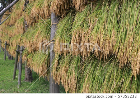 Harvested rice ear harvest 57355238