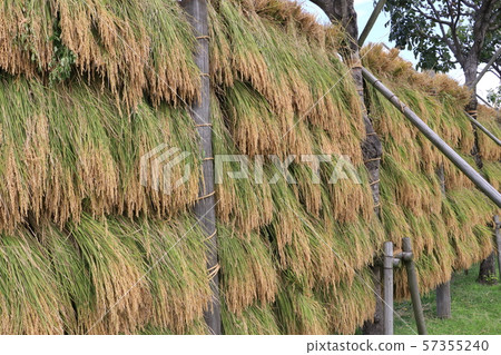 Harvested rice ear harvest Harvested rice ear harvest 57355240