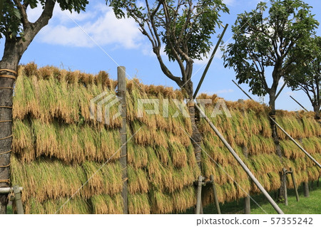 Harvested rice ear harvest Harvested rice ear harvest 57355242