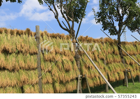 Harvested rice ear harvest Harvested rice ear harvest 57355243