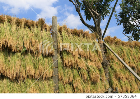 收穫的稻穗收穫 57355364