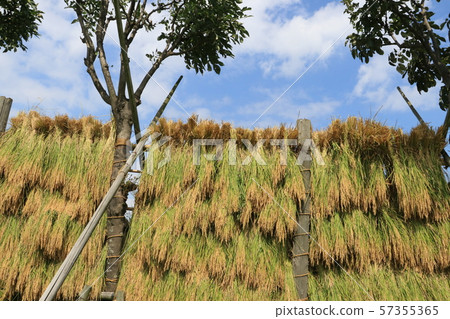 Harvested rice ear harvest Harvested rice ear harvest 57355365