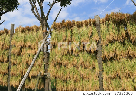 Harvested rice ear harvest Harvested rice ear harvest 57355366