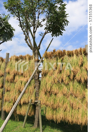 Harvested rice ear harvest Harvested rice ear harvest 57355368