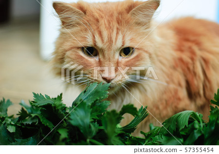Cat is eating fresh green grass. Cat grass, pet grass. Natural hairball treatment, white, red pet Cat is eating fresh green grass. Cat grass, pet grass. Natural hairball treatment, white, red pet 57355454