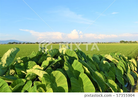 Taro making 57355904