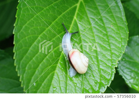 Snails: Spotted nymphs: Gastropoda: Pulmonary: Onidaimidae 57356010
