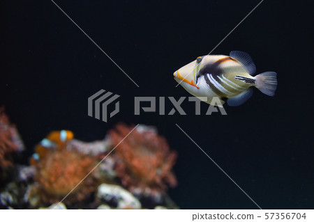 Lagoon triggerfish Coral reef Clown Lagoon triggerfish Coral reef Clown 57356704