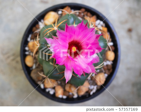 Cactus, blooming Coryphantha elephantidens. Cactus, blooming Coryphantha elephantidens. 57357169