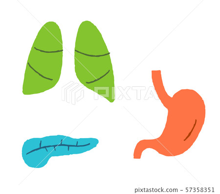 Internal organs lung pancreas stomach 57358351
