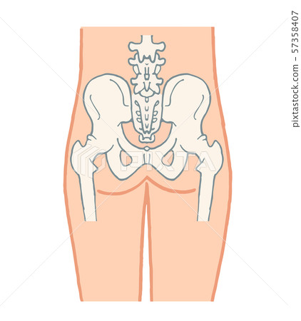 Pelvis Pelvis 57358407