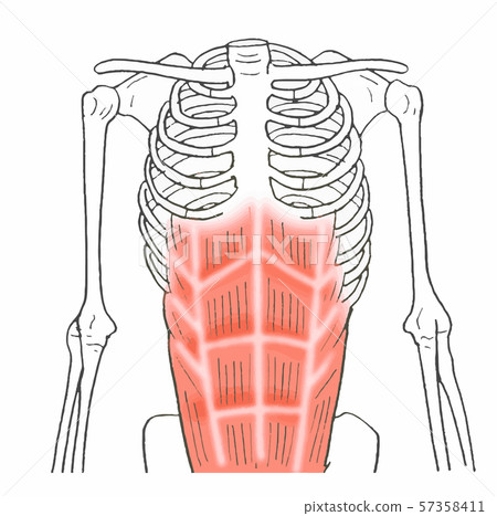Human body abdominal muscle Human body abdominal muscle 57358411