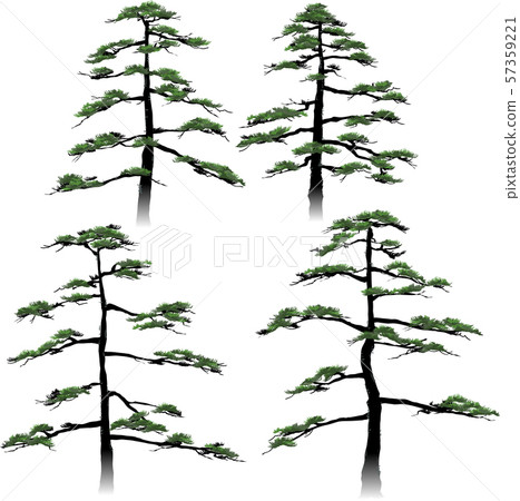 Pine Ipponmatsu 57359221