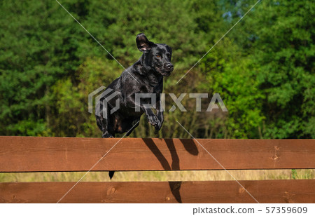dog jumping over fence