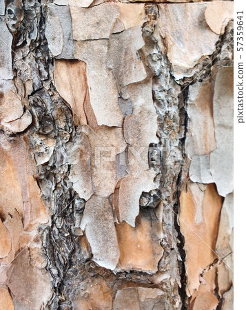 Surface texture of dry trunk bark. Surface texture of dry trunk bark. 57359641