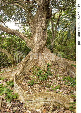 Amami Oshima's nature, large Saximasu tree, Amami's natural landscape 57359816