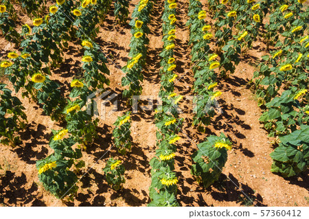 Aerial view of beautiful sunflower field. Aerial view of beautiful sunflower field. 57360412