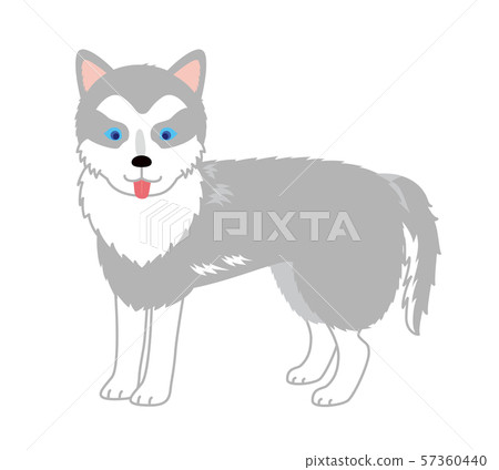 Siberian Husky tongue out sideways 57360440