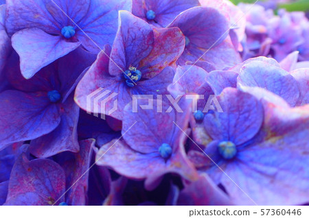  hydrangea 57360446