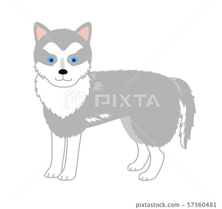 Siberian husky sideways Siberian husky sideways 57360481