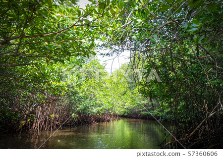 Mangrove in Nusa Lembongan island, Bali, Indonesia 57360606