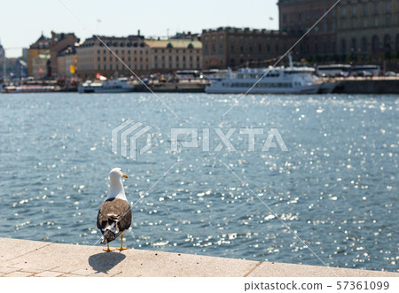 Seagull sitting on a pier, on the background of the beautiful city of sea, Stockholm. Seagull sitting on a pier, on the background of the beautiful city of sea, Stockholm. 57361099