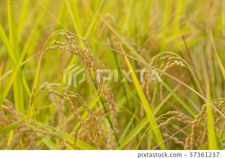 Rice field Rice field 57361237