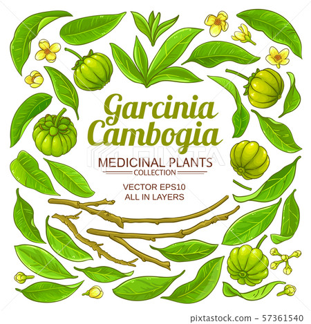 garcinia vector set garcinia vector set 57361540