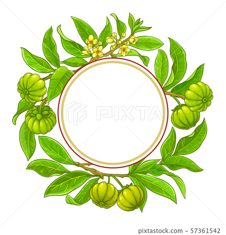 garcinia vector frame garcinia vector frame 57361542
