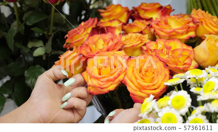 Spraying roses with water from a sprayer in flower shop, closeup view. 57361611