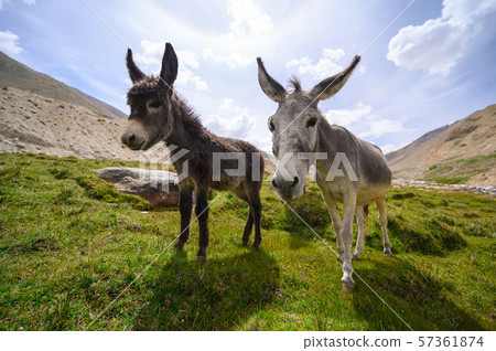 Wildlife donkeys in Himalaya 57361874