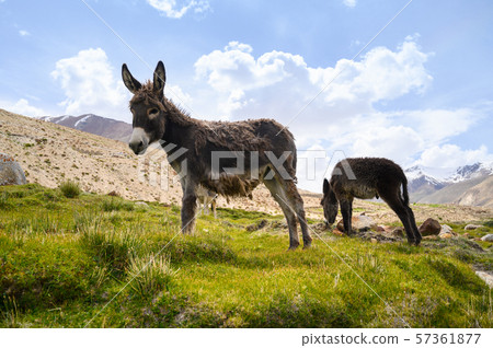 Wildlife donkeys in Himalaya 57361877