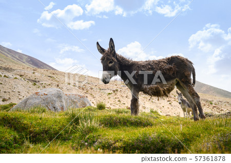 Wildlife donkeys in Himalaya Wildlife donkeys in Himalaya 57361878