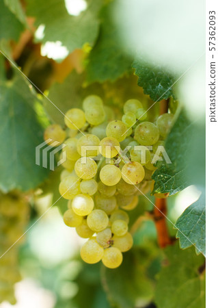 White grapes close up White grapes close up 57362093