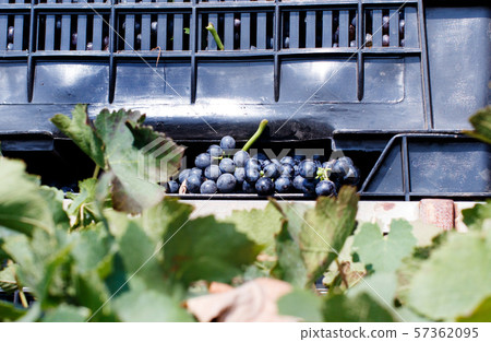 Vendemmia - grape harvest in a vineyard Vendemmia - grape harvest in a vineyard 57362095