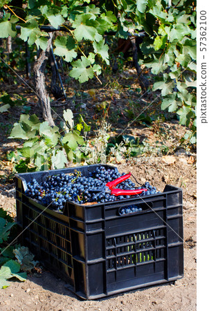 Vendemmia - grape harvest in a vineyard 57362100