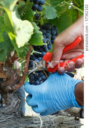 Man cutting white grapes with shears Man cutting white grapes with shears 57362102