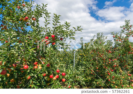 安曇野蘋果園 57362261