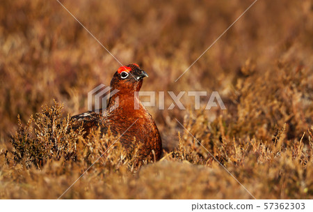 Male red grouse in the field of heather in autumn Male red grouse in the field of heather in autumn 57362303