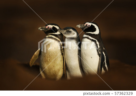 Magellanic penguins standing near a burrow 57362329