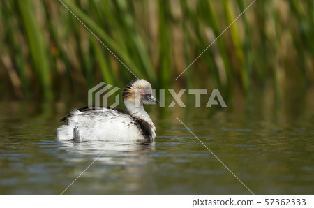 Silvery Grebe swimming in a freshwater lake Silvery Grebe swimming in a freshwater lake 57362333